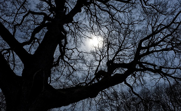 the bare branches of a very big old tree contrasting with the light behind it