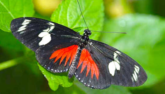 Some Tropical Butterflies Are Picky Eaters