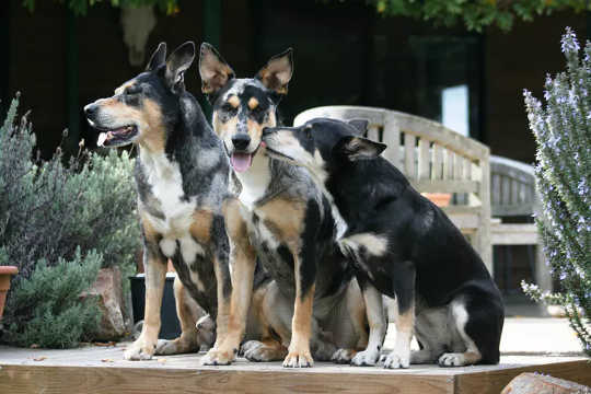 どのようにジェンダーとステレオタイプが犬との関係を形作ることができるか