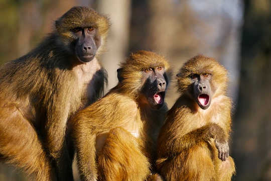 A három majom és három alapvető emberi szükséglet: biztonság, elégedettség és kapcsolat