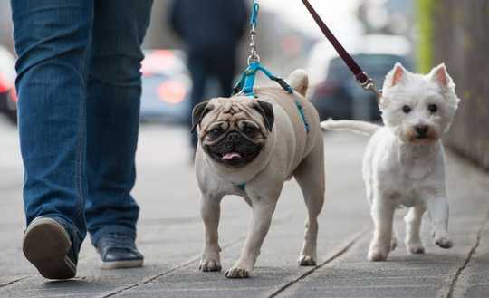 Wie Hunde helfen, gemischtrassige Nachbarschaften sozial getrennt zu halten