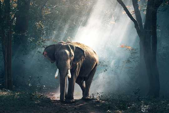 Gajah di Bilik: Anda Boleh Mengabaikannya Tetapi Dia Masih Ada