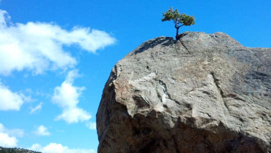 ett ensamt träd som växer upp från toppen av en bar klippa