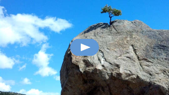 een eenzame boom die op de top van een kale klif groeit