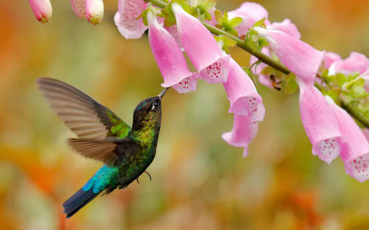 Hvordan kolonialisme forvandlede rævehandsker, og hvorfor kolibrier måske er årsagen