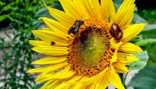 곤경에 처한 벌레를 돕기 위해 정원에 꽃 광고판을 심으십시오.