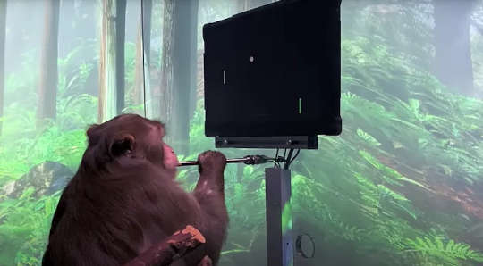 میمون ، پیجر می تواند با ذهن خود پنگ بازی کند