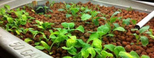 Aquaponics: Growing Your Own Food (Fish &amp; Vegetables) in Your Back ...