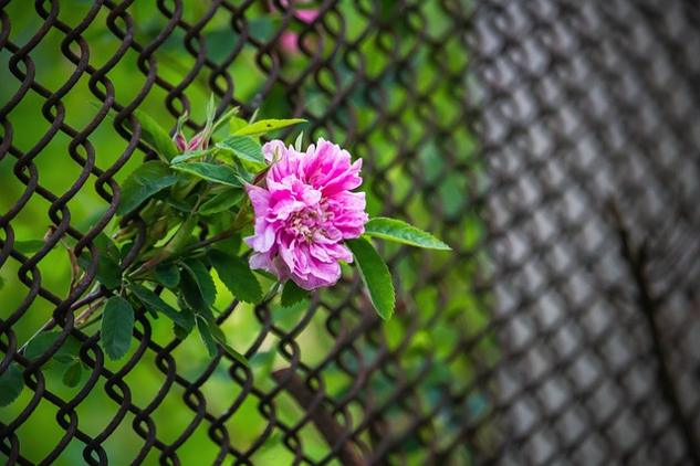 una flor solitaria en una valla metálica
