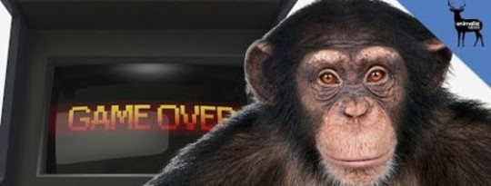 Sjimpansees oortuig mense in speletjies van strategie