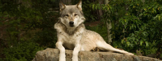 Protegiendo al lobo gris en California