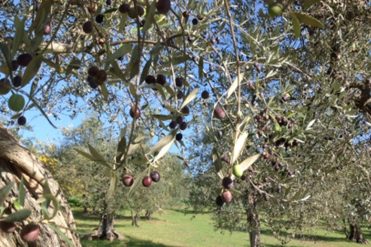 оливковые деревья