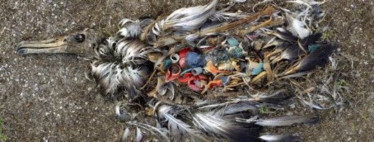塑料危险到野生动物12-14