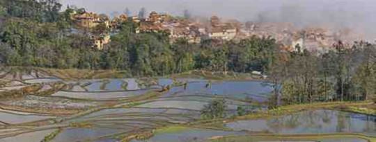 campi di riso