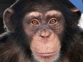 Sjimpansees oortuig mense in speletjies van strategie