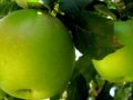 행동 촉구 : 하나님의 작은 녹색 사과 따기