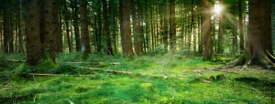 Ano ang Mangyayari Kung ang Tree Falls sa isang Virtual Forest