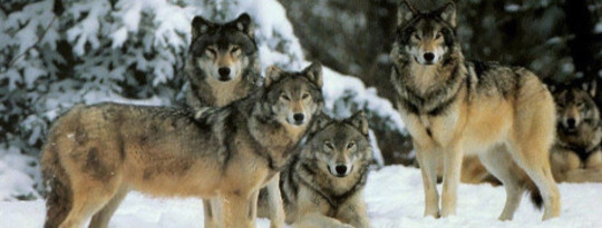 핀 머리에 얼마나 많은 늑대가 있니?