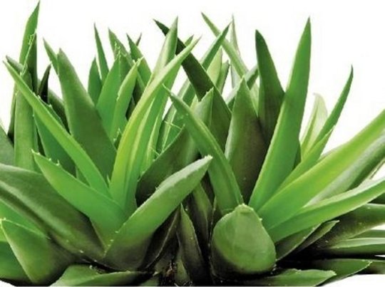 Aloe Vera: Miracle Household Plant?