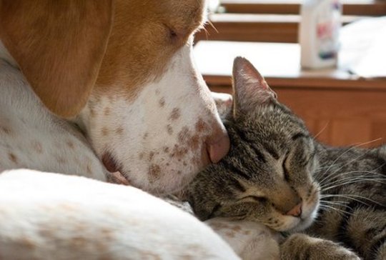 狗和貓可以和平幸福地生活在一起嗎？