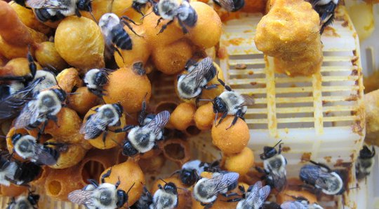 A virágültetés segíthet a méheknek a paraziták elleni küzdelemben?
