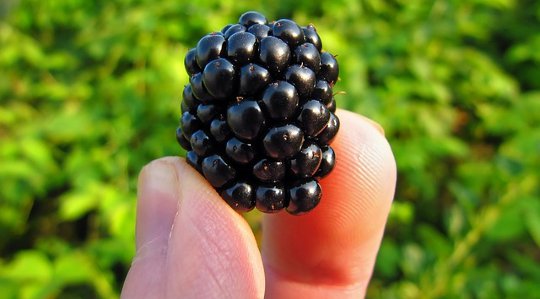 Zen og kunsten av Blackberry Picking