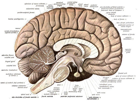 imagem do cérebro