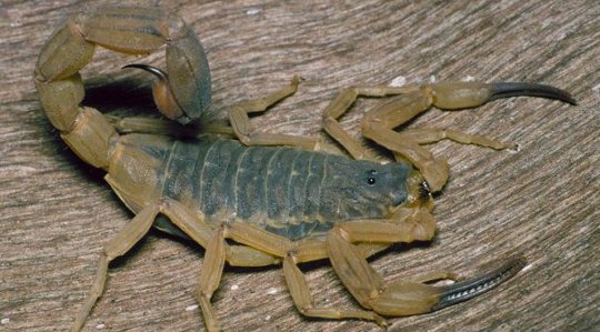 brasiliansk-gul-skorpion