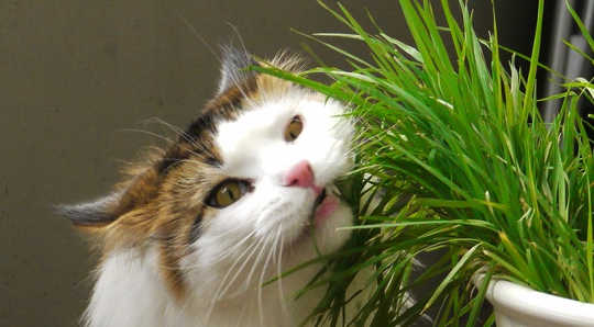 חתול אוכל דשא