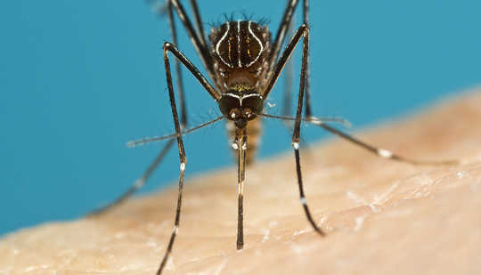 موسمیاتی تبدیلی وجہ مچھر سے پیدا ہونے والی بیماریوں کو پھیلانے کے لئے کرے گا؟ سٹیو Doggett، مصنف سے فراہم