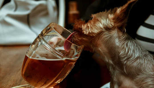 Dog drinking teaPor que os gatos são comedores agitados, mas os cães vão consumir quase tudo