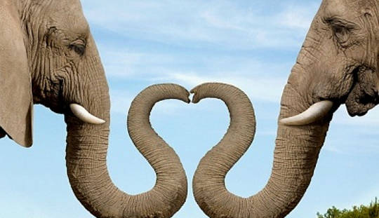 Les éléphants et Puppy Love: Animaux Aidez-nous à ouvrir notre cœur