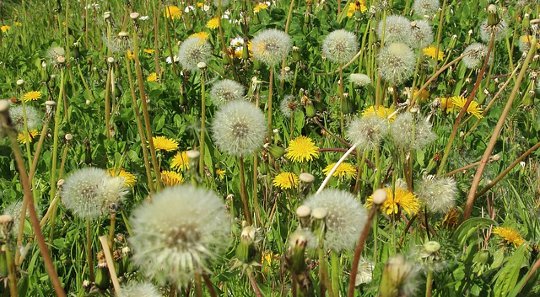 Conventional Medicine and the Placebo Effect in Hay Fever Cures