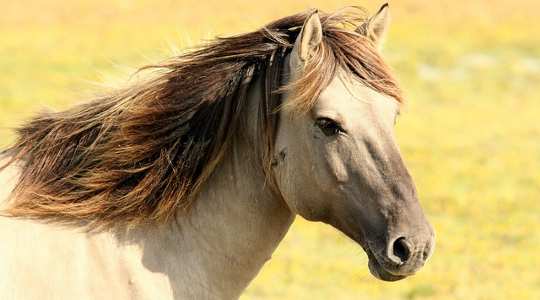 Belajar Tentang Diri Sendiri dengan Berkomunikasi dengan Kuda