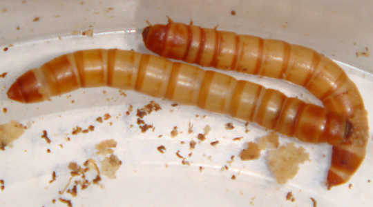 Como Mealworms Hungry pode reciclar isopor Trash