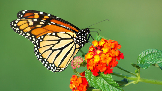 Perché farfalle monarca bisogno di una mano