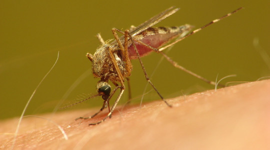 Por que os mosquitos parecem morder mais pessoas