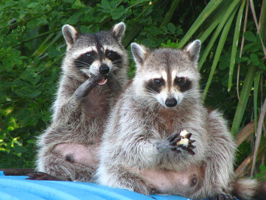 racoons in town