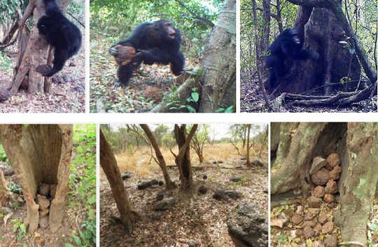 Geheimsinnige Sjimpansees Gedrag kan bewys wees van 'heilige' rituele