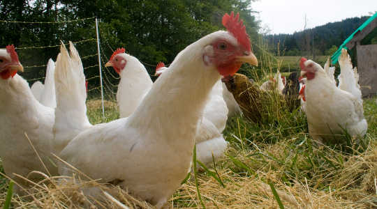 蒸し暑い鶏の細菌が麻痺の原因となる可能性