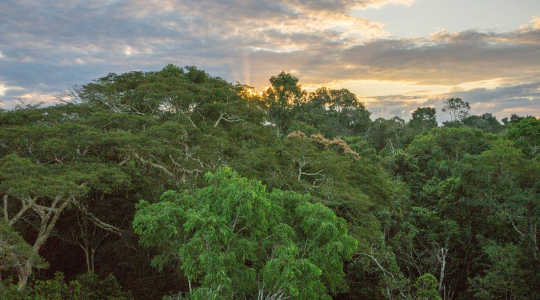 Tørke torker opp Amazonas grønne lunger