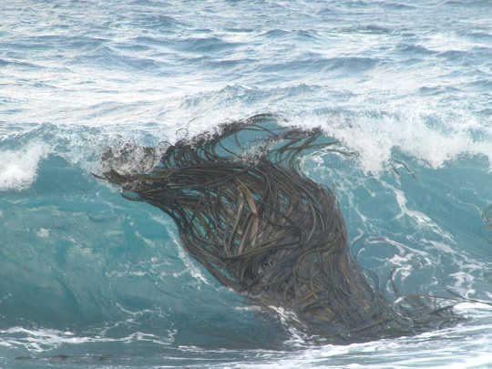 Southern bull-kelp tumbuh melimpah di sub-Antartika tapi bisa melayang jauh di laut. Ceridwen Fraser, Penulis disediakan