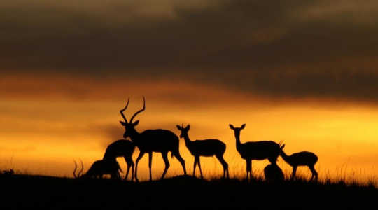 所有羚羊物種中有三分之一現在列入世界自然保護聯盟瀕危物种红色名錄。 圖片來源：Jakob Bro-Jørgensen/利物浦大學