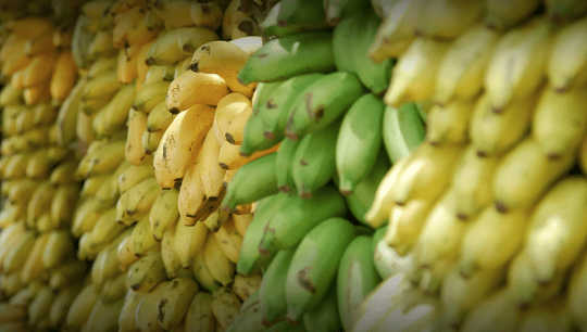 We can’t properly digest unripe bananas. Lotte Lohr/Unsplash, CC BY