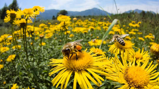 Sementara Beberapa Lebah Adalah Pekerja Dan Lainnya Lahir Menjadi Lebah Gratis