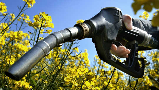 Hvorfor biodrivstoffene viser seg å være en klimablanding