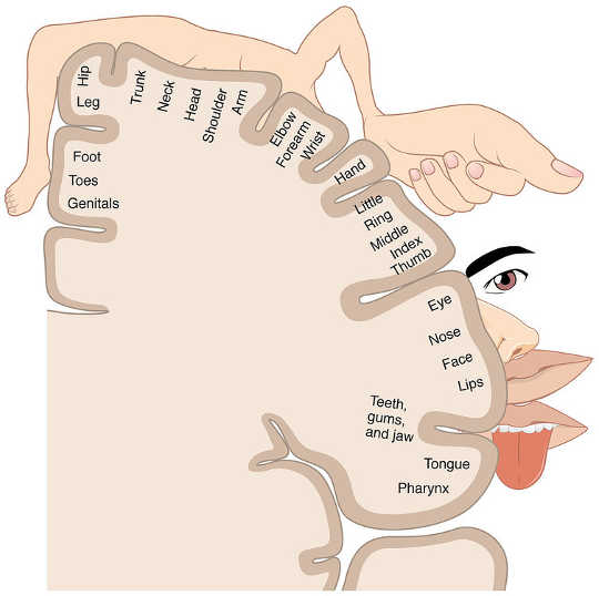 Un diagramma dell '"homunculus sensoriale", che descrive come le parti del corpo sono mappate al cervello (mostrato nella sezione trasversale). OpenStax College / Rice University, CC BY