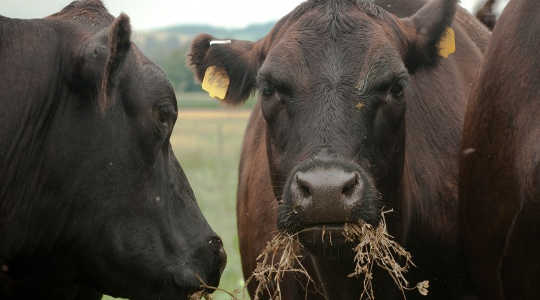 Ước tính 12% tổng số bò năng lượng có được từ thức ăn bị mất trong cơn gió metan. Hình: Bộ Nông nghiệp Hoa Kỳ thông qua Flickr
