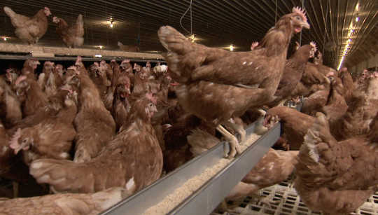 Cage-free Sounds Good, mais cela signifie-t-il réellement une meilleure vie pour les poulets?