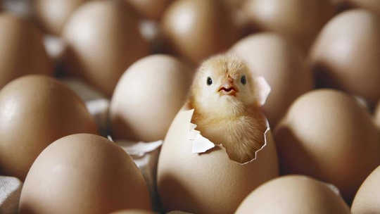 Fakta 10 Tentang Ayam dan Telur Turun di Bawah